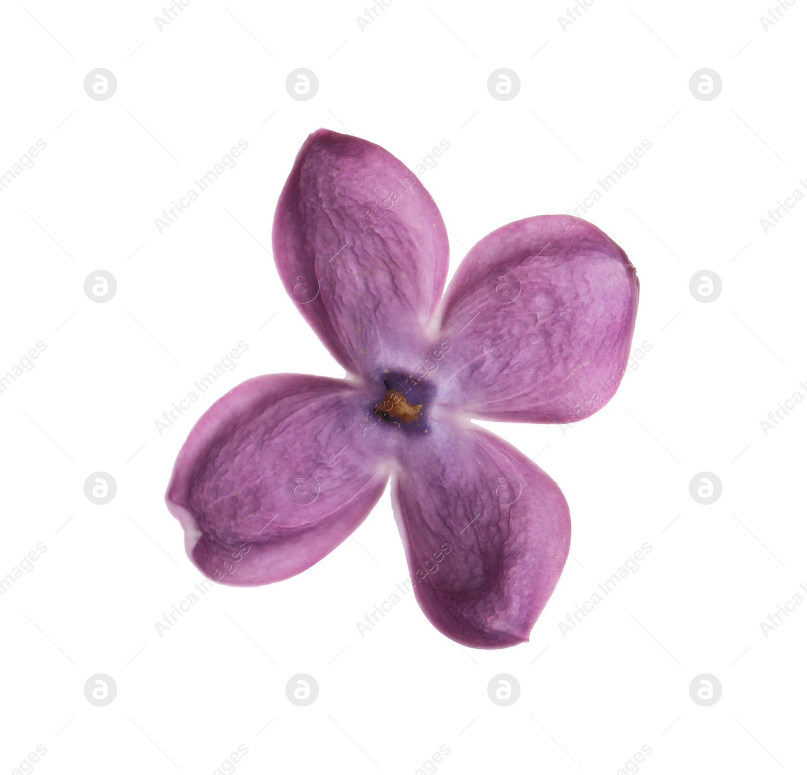 Photo of Beautiful purple lilac blossom isolated on white