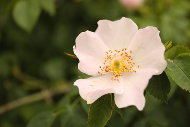 Closeup view of beautiful blooming briar rose bush outdoors