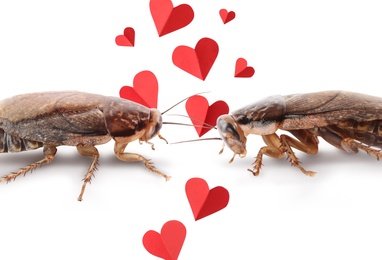 Image of Valentine's Day Promotion Name Roach - QUIT BUGGING ME. Cockroaches and small paper hearts on white background, closeup
