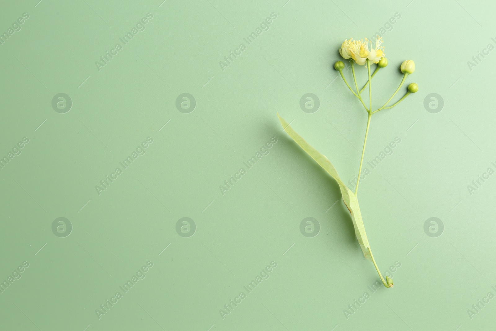 Photo of Beautiful linden blossoms and leaf on green background, top view. Space for text