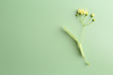 Photo of Beautiful linden blossoms and leaf on green background, top view. Space for text