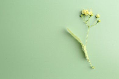 Beautiful linden blossoms and leaf on green background, top view. Space for text