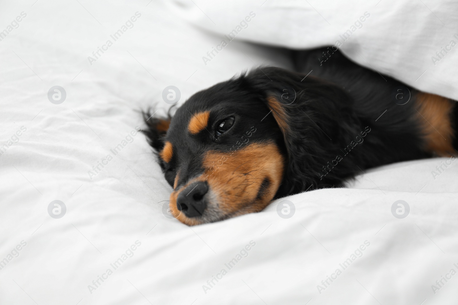 Photo of Cute dog relaxing on white fabric at home. Friendly pet