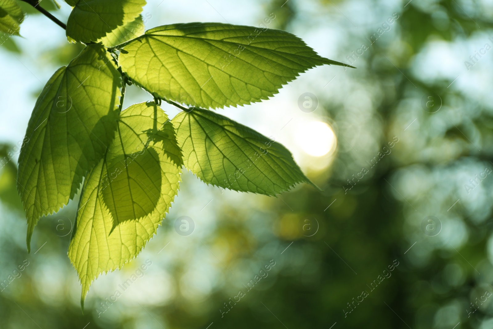 Photo of Tree branch with green leaves on sunny day