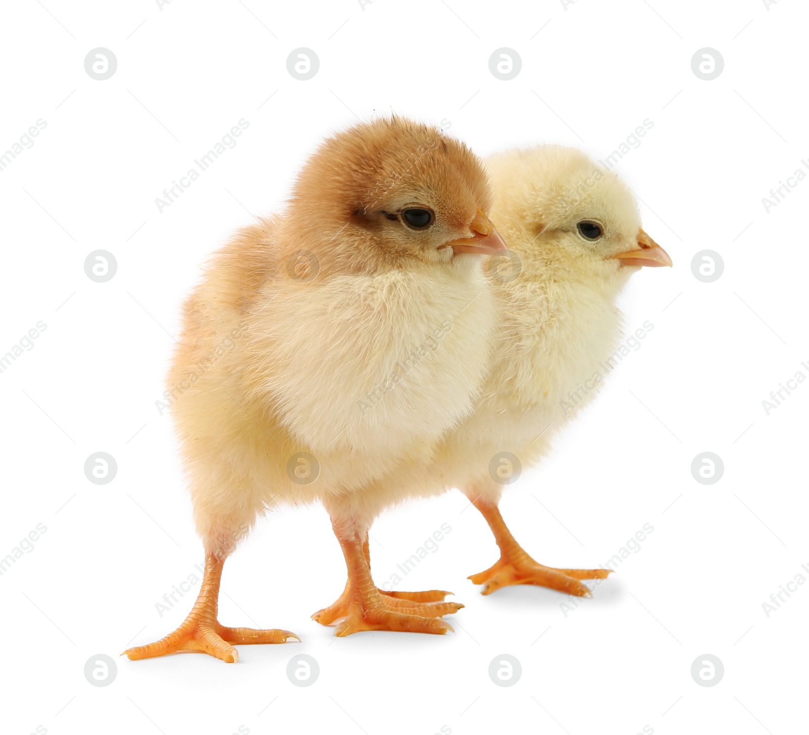 Photo of Cute chicks isolated on white. Baby animals