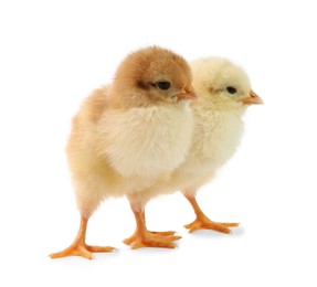 Cute chicks isolated on white. Baby animals