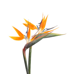 Photo of Bird of Paradise tropical flowers isolated on white
