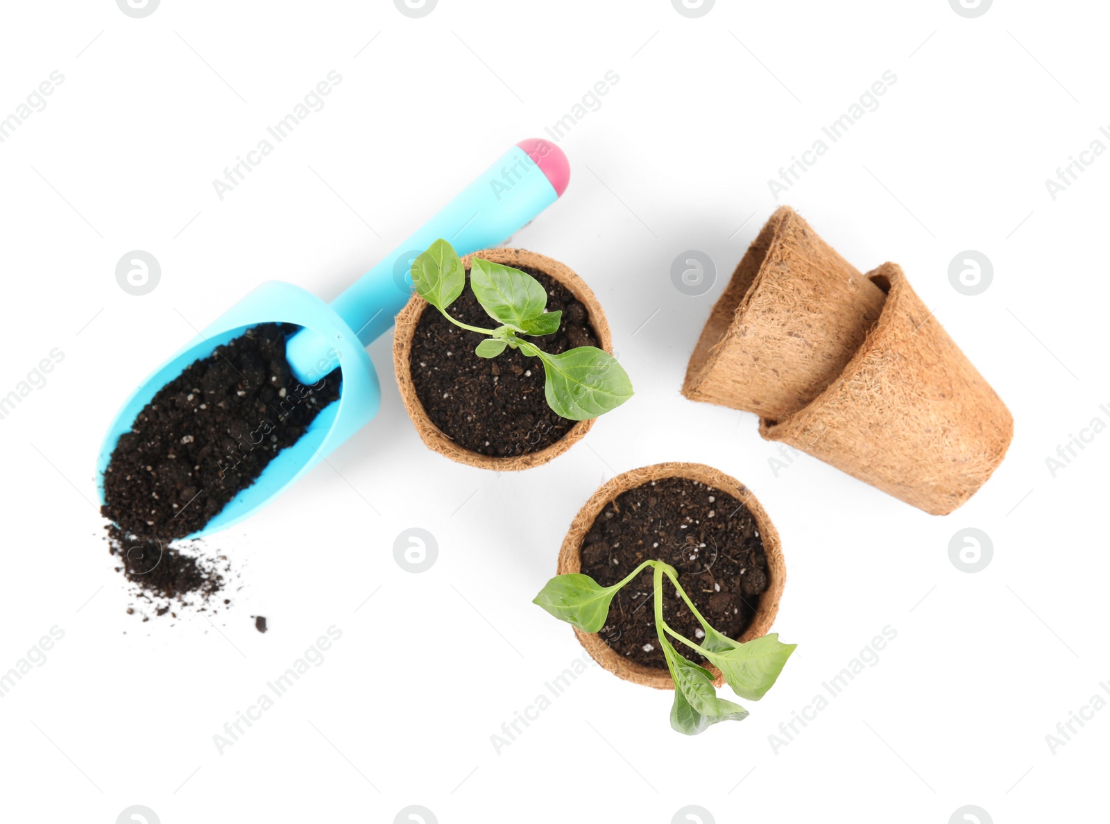 Photo of Vegetable seedlings in peat pots and plastic scoop with soil isolated on white, top view