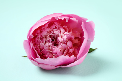 Photo of Beautiful pink peony on light blue background