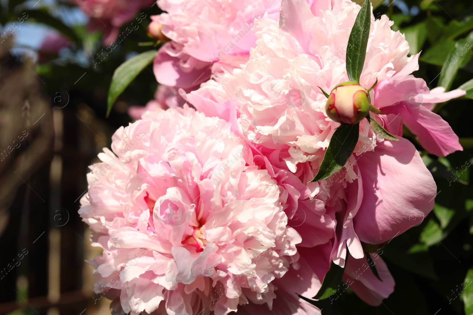 Photo of Wonderful fragrant pink peonies in garden, closeup