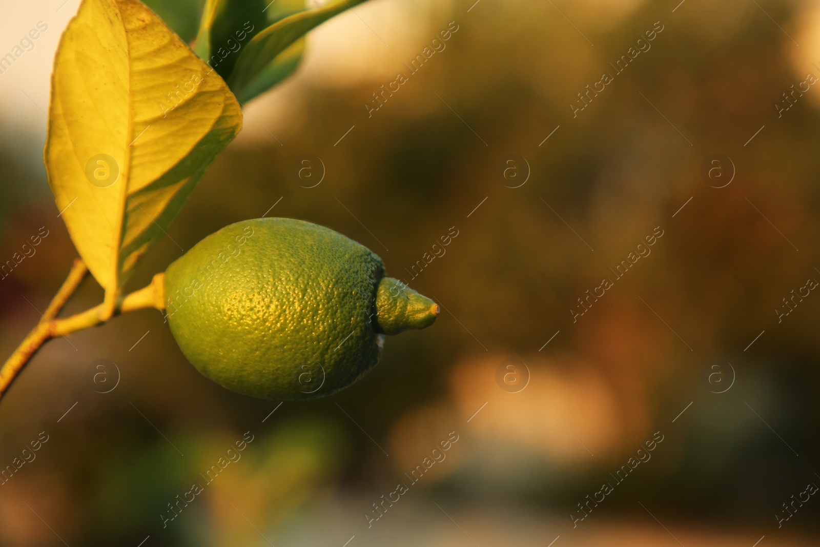 Photo of Citrus tree with unripe fruit outdoors, closeup. Space for text