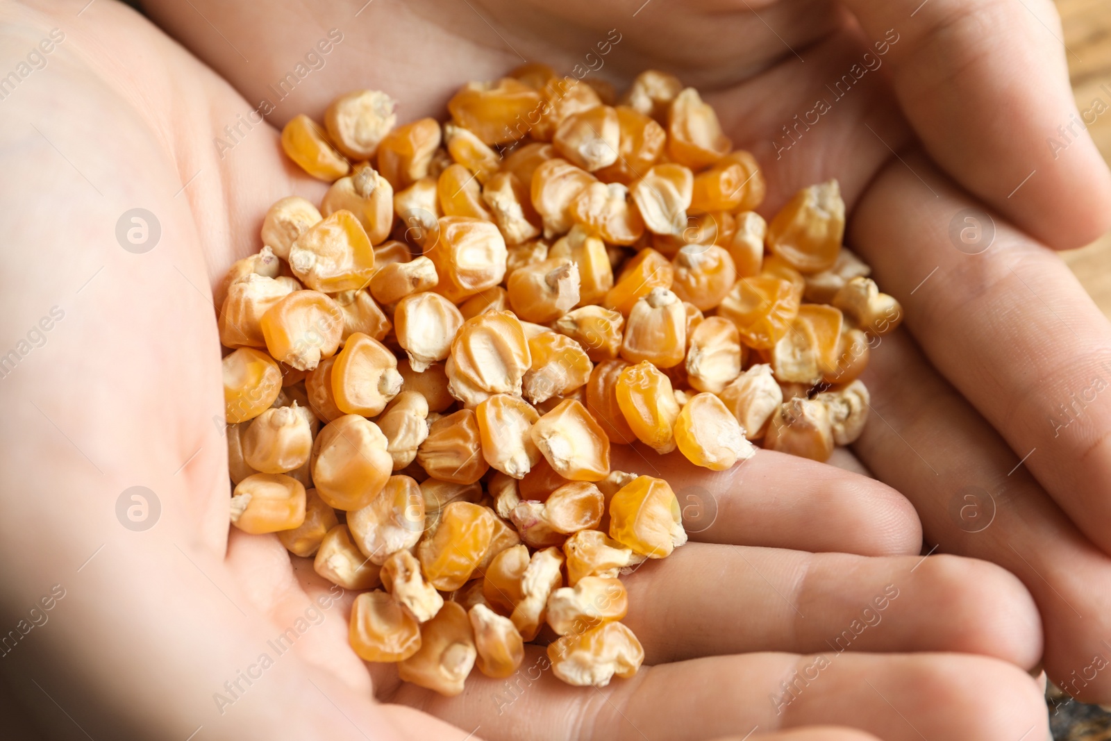 Photo of Woman holding pile of corn seeds, closeup. Vegetable planting