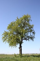 Beautiful tree growing outdoors on sunny day