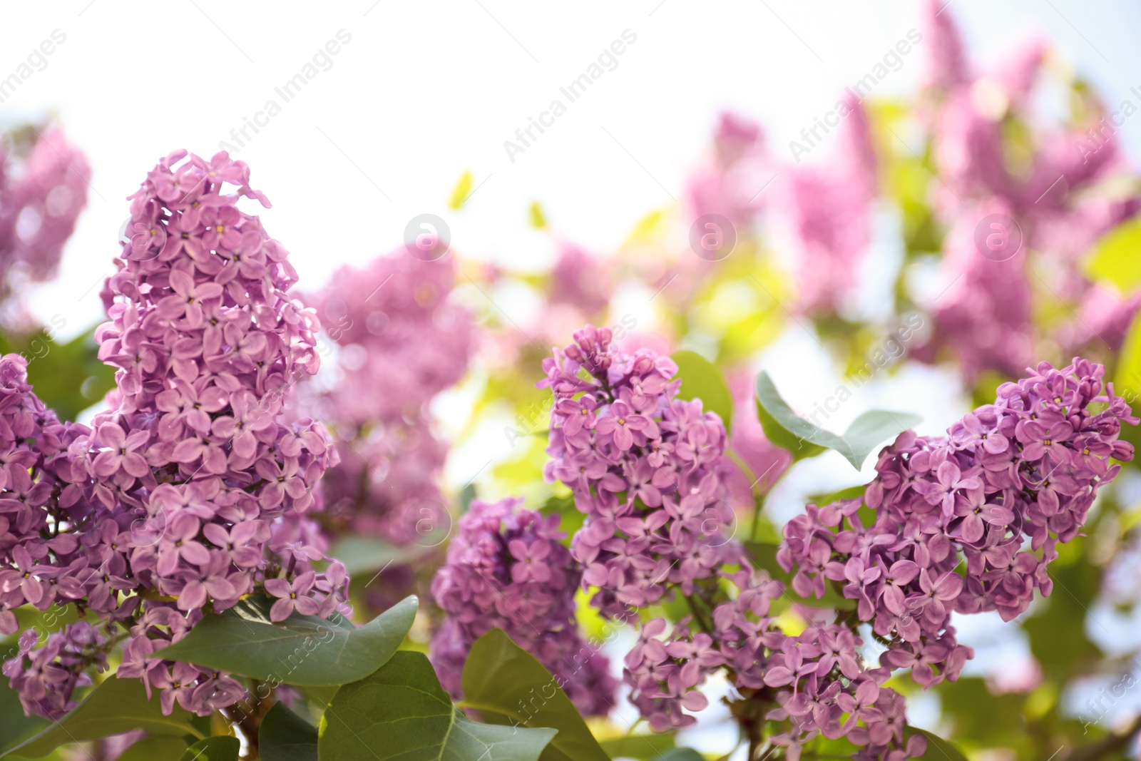 Photo of Closeup view of beautiful blossoming lilac shrub outdoors