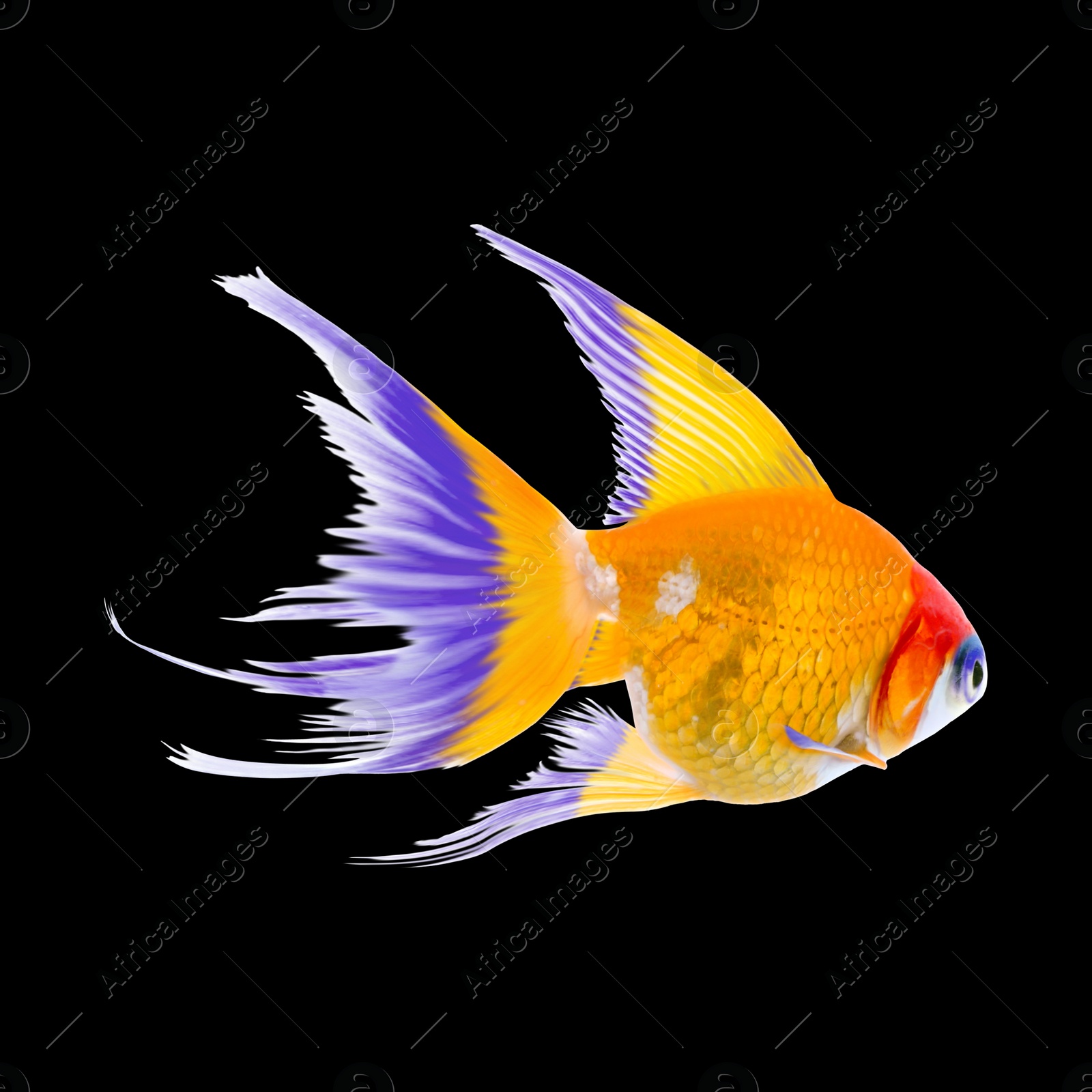 Image of Beautiful colorful betta fish on black background 