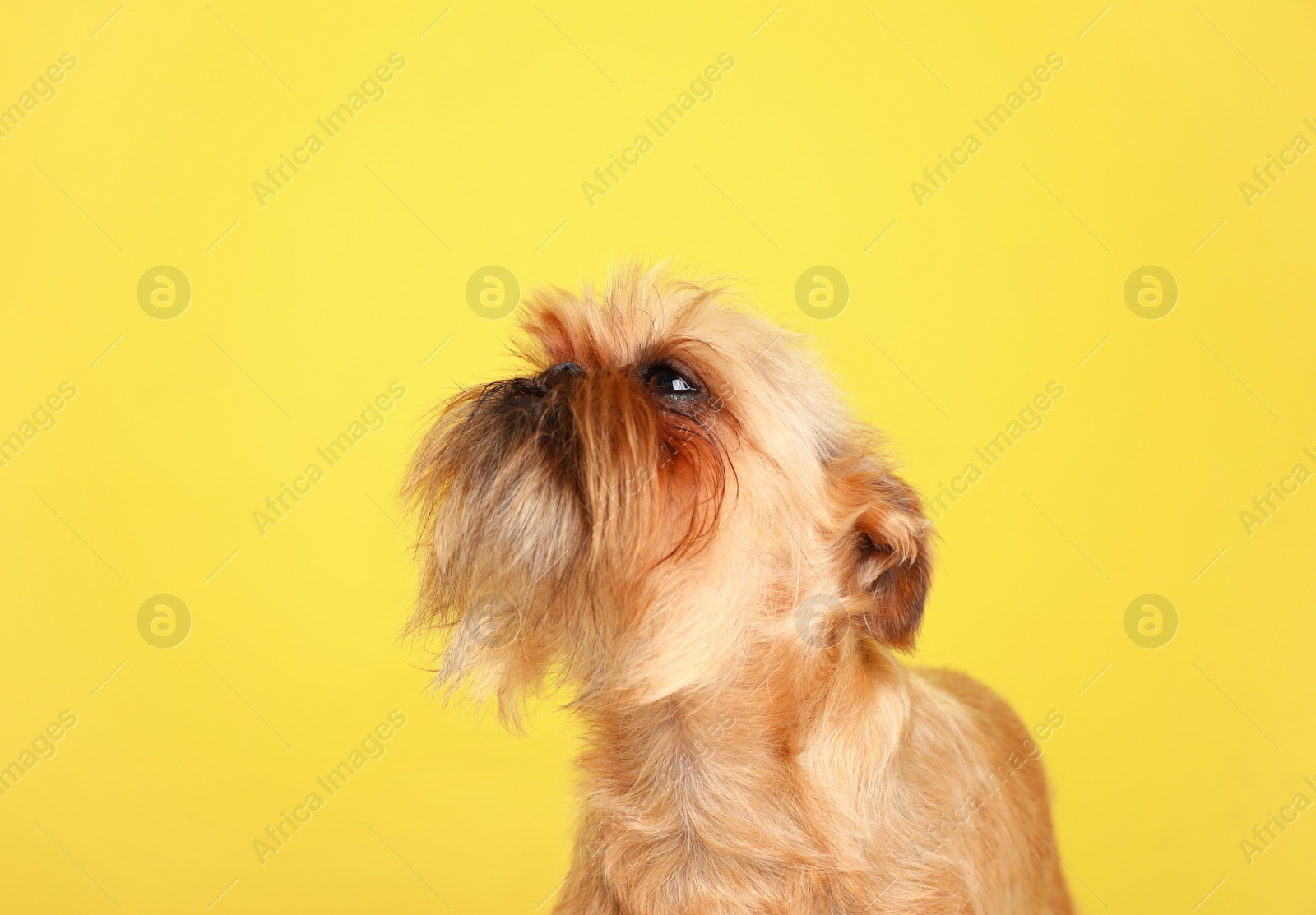 Photo of Studio portrait of funny Brussels Griffon dog on color background