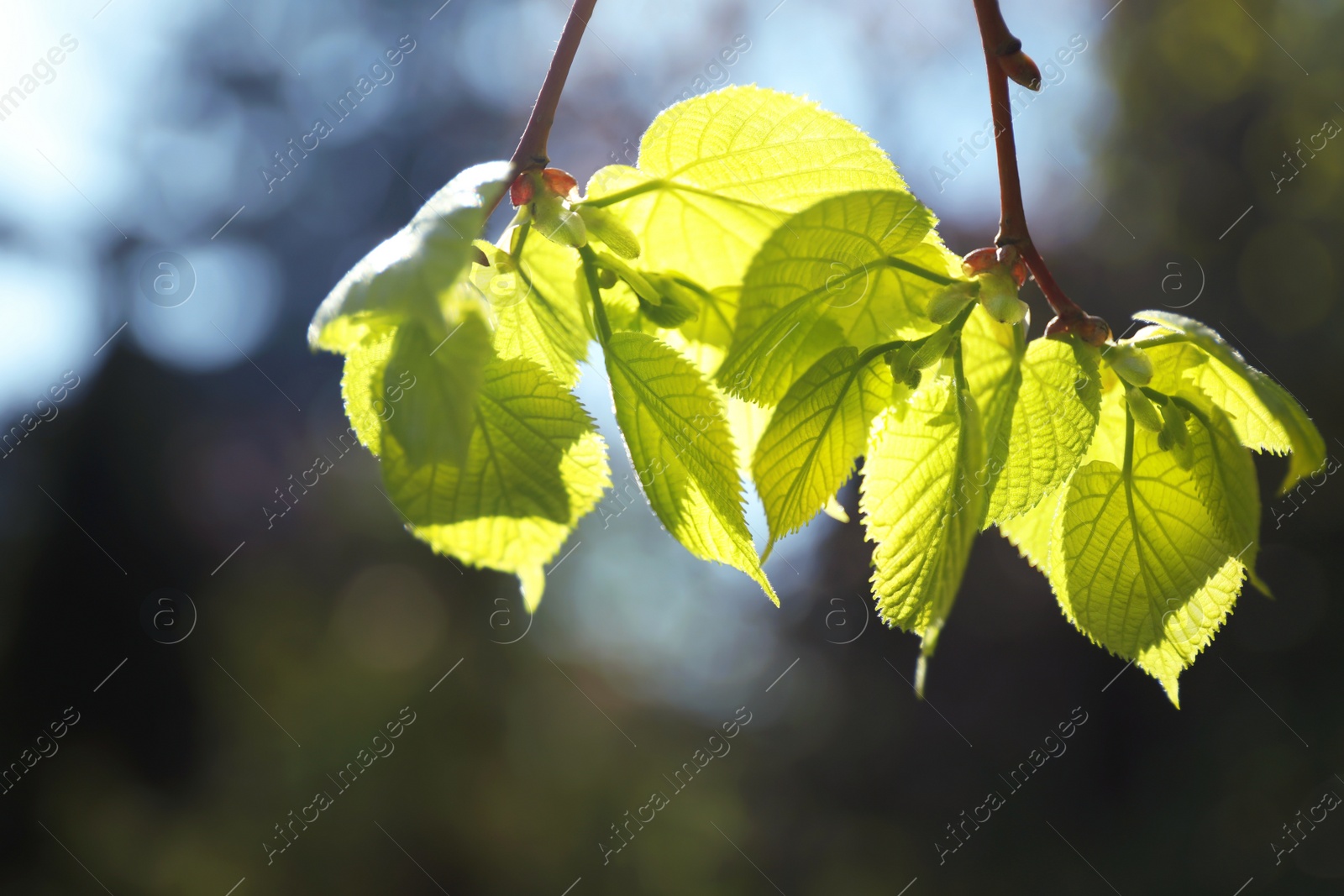 Photo of Tree branches with green leaves on sunny day