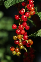 Photo of Closeup view of red currant bush with ripening berries outdoors on sunny day