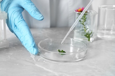 Photo of Scientist dripping liquid on plant in Petri dish at table, closeup