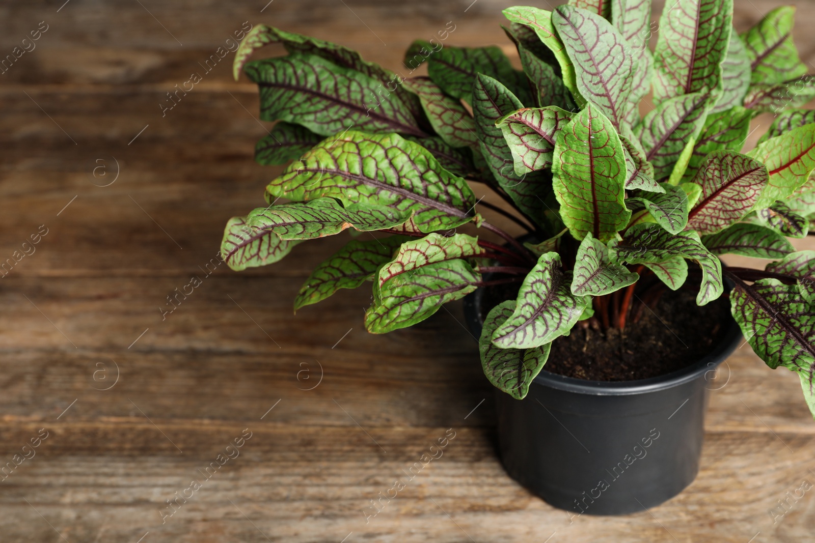 Photo of Sorrel plant in pot on wooden table. Space for text