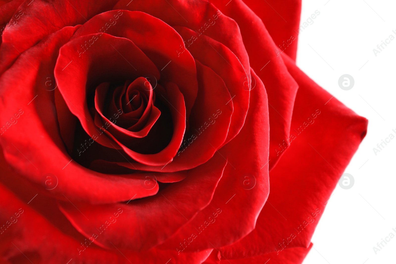 Photo of Beautiful red rose flower, closeup view