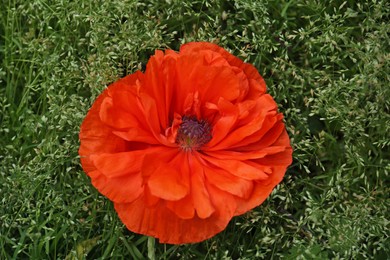 Photo of Beautiful bright red poppy flower over green grass, closeup