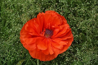 Beautiful bright red poppy flower over green grass, closeup