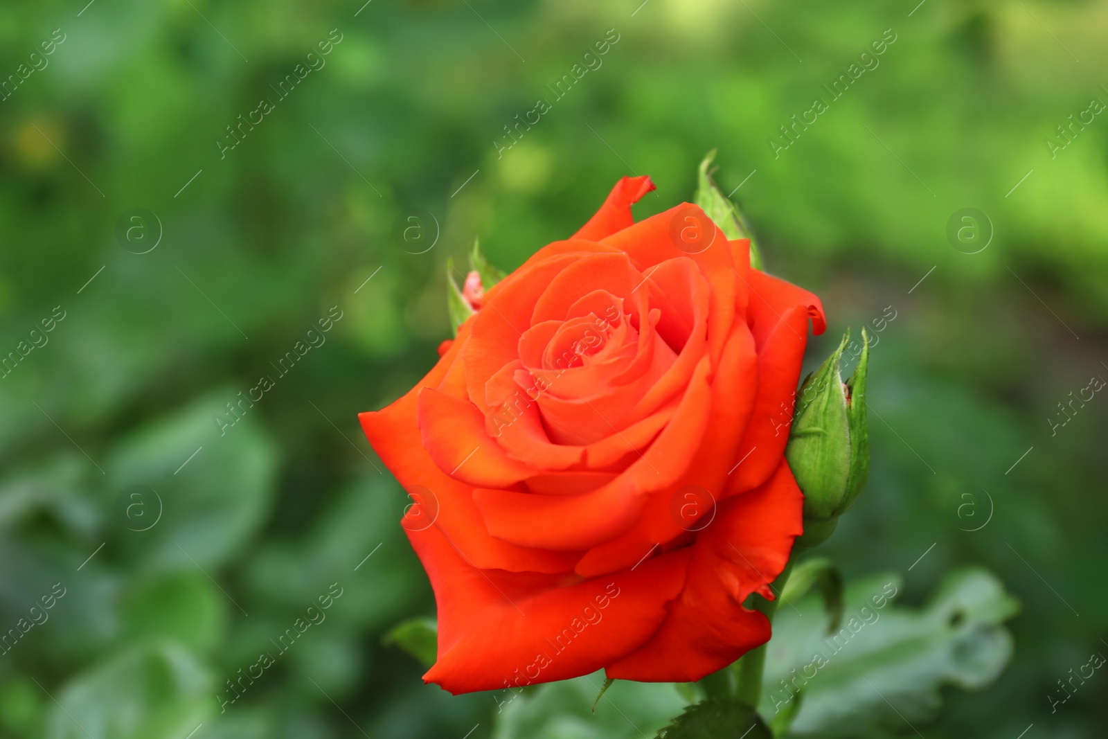 Photo of Beautiful blooming red rose in green garden on summer day. Space for text