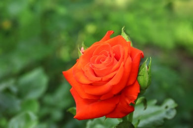 Photo of Beautiful blooming red rose in green garden on summer day. Space for text