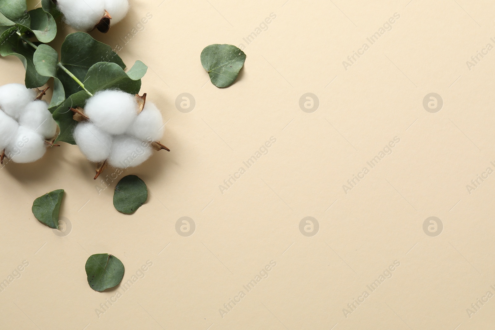 Photo of Cotton flowers and eucalyptus leaves on beige background, flat lay. Space for text