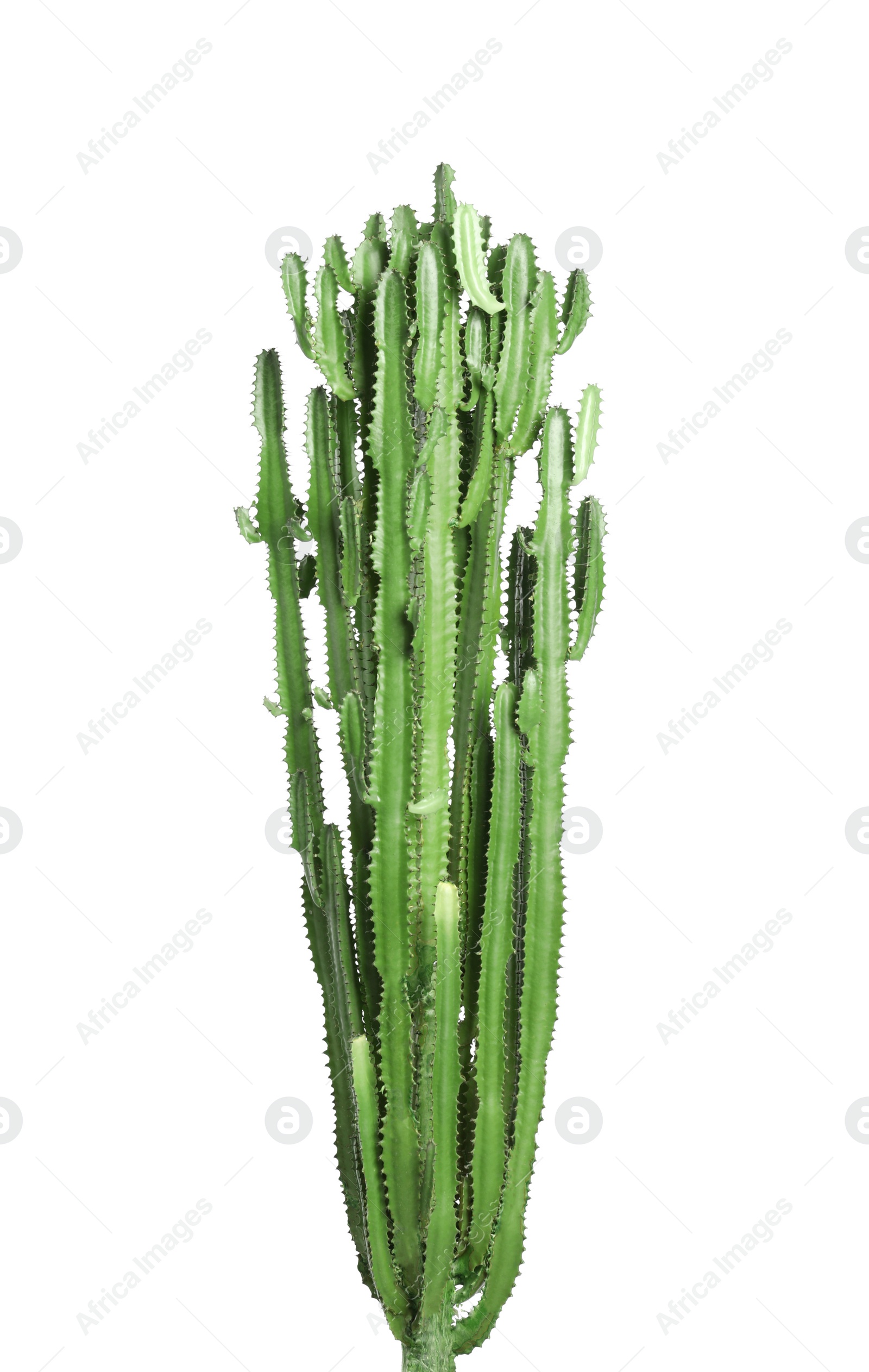 Photo of Beautiful cactus on white background. Tropical plant