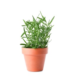 Photo of Pot with fresh rosemary on white background