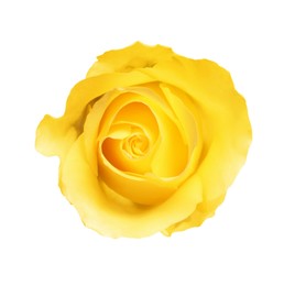 Beautiful fresh yellow rose isolated on white