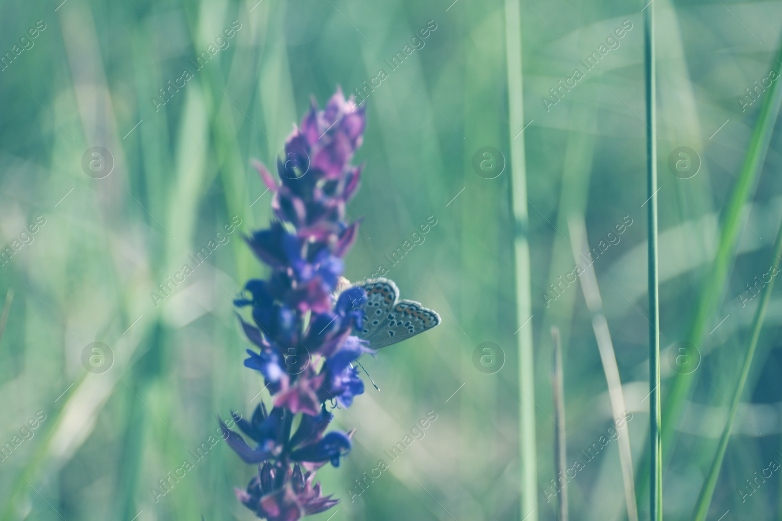 Photo of Beautiful Adonis blue butterfly on flower in field, closeup