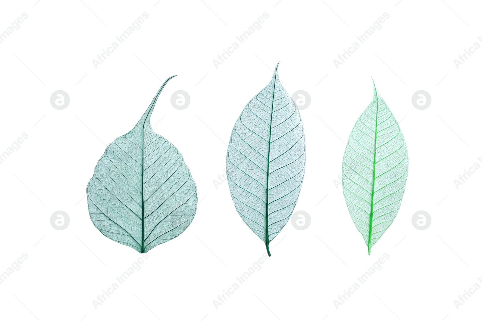 Photo of Beautiful decorative skeleton leaves on white background, top view