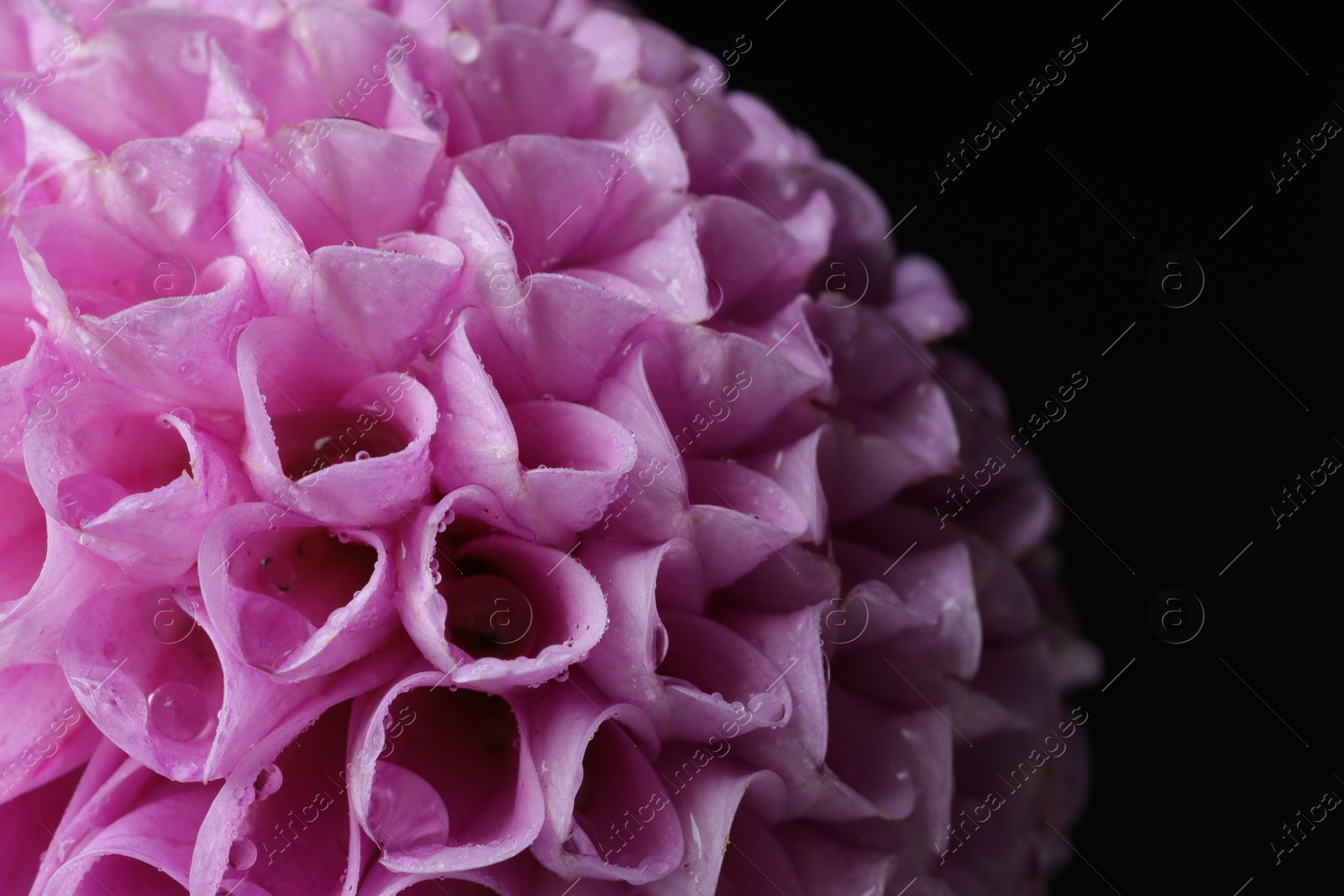 Photo of Beautiful Dahlia flower with water drops on black background, macro