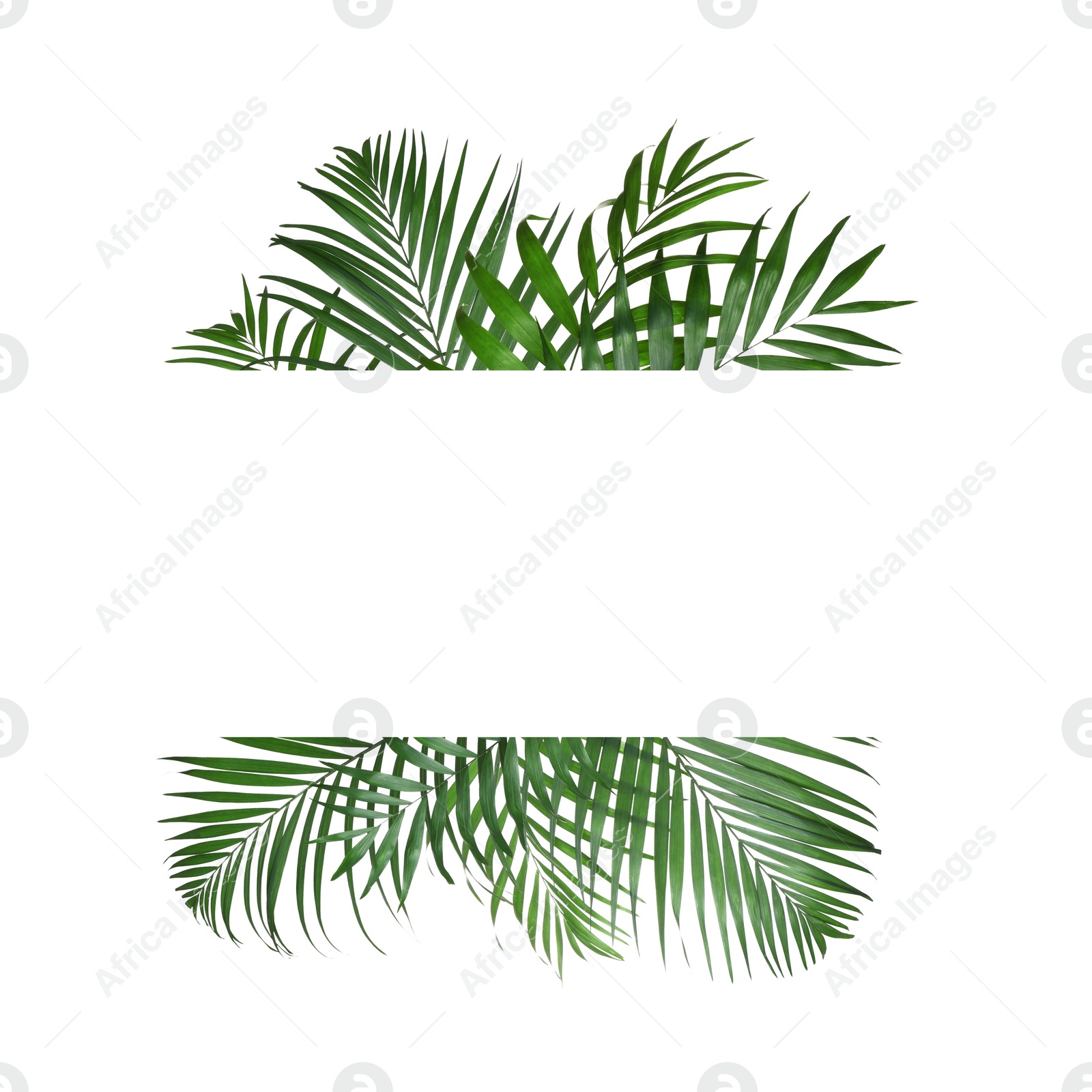 Image of Frame made of beautiful lush tropical leaves on white background, top view. Space for text