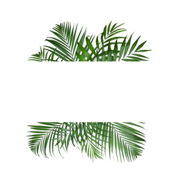 Frame made of beautiful lush tropical leaves on white background, top view. Space for text