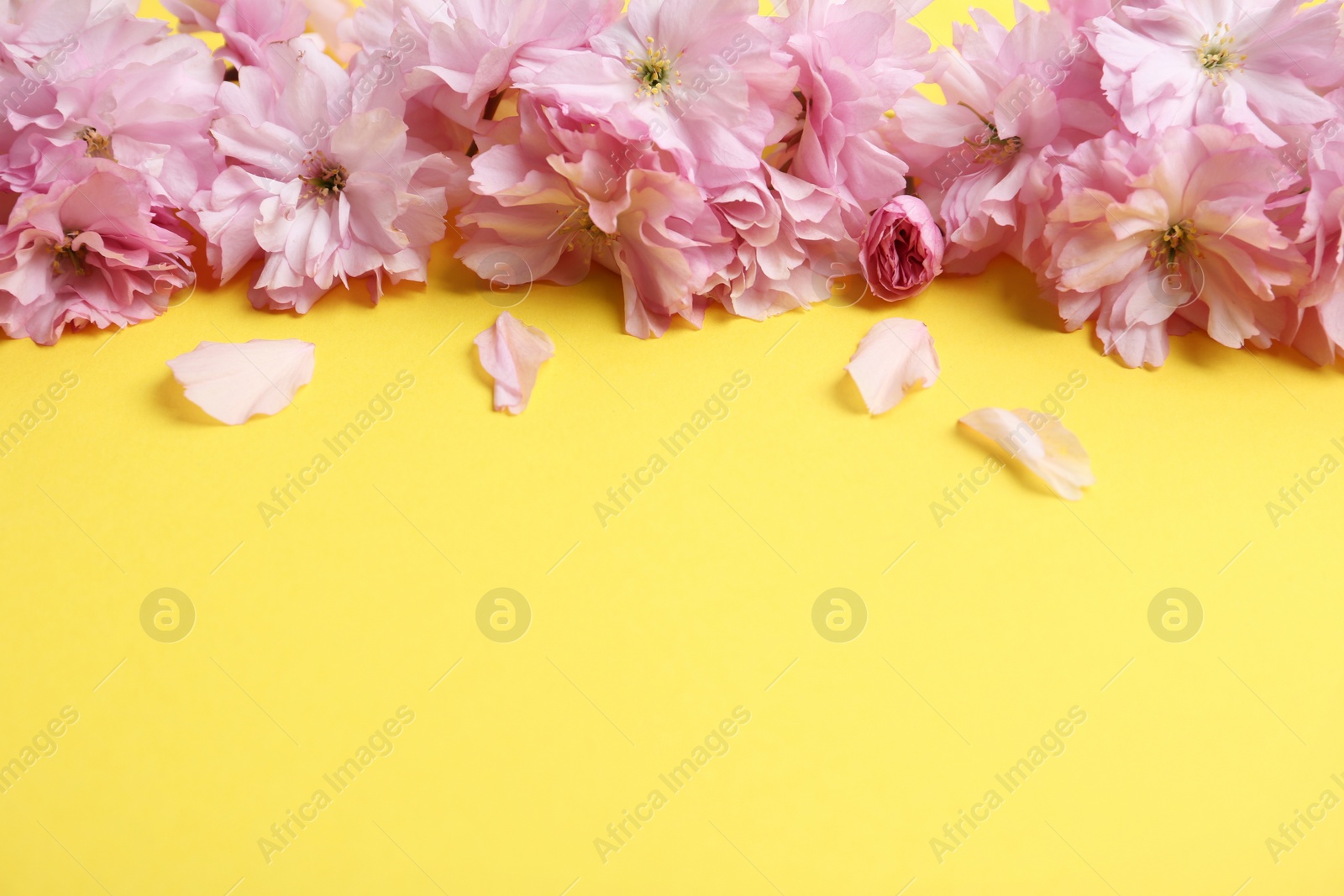 Photo of Beautiful sakura blossom on yellow background, space for text. Japanese cherry