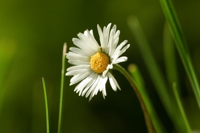 Photo of Beautiful tender daisy flower growing outdoors, closeup
