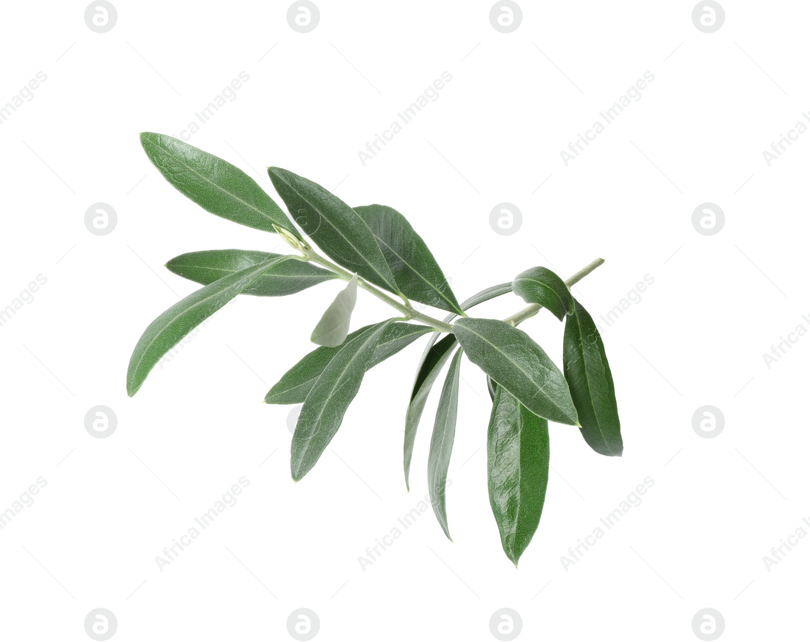 Photo of Twig with fresh green olive leaves on white background