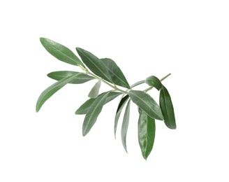 Photo of Twig with fresh green olive leaves on white background