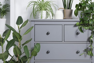 Photo of Green houseplants in pots and watering can on grey chest of drawers near white wall