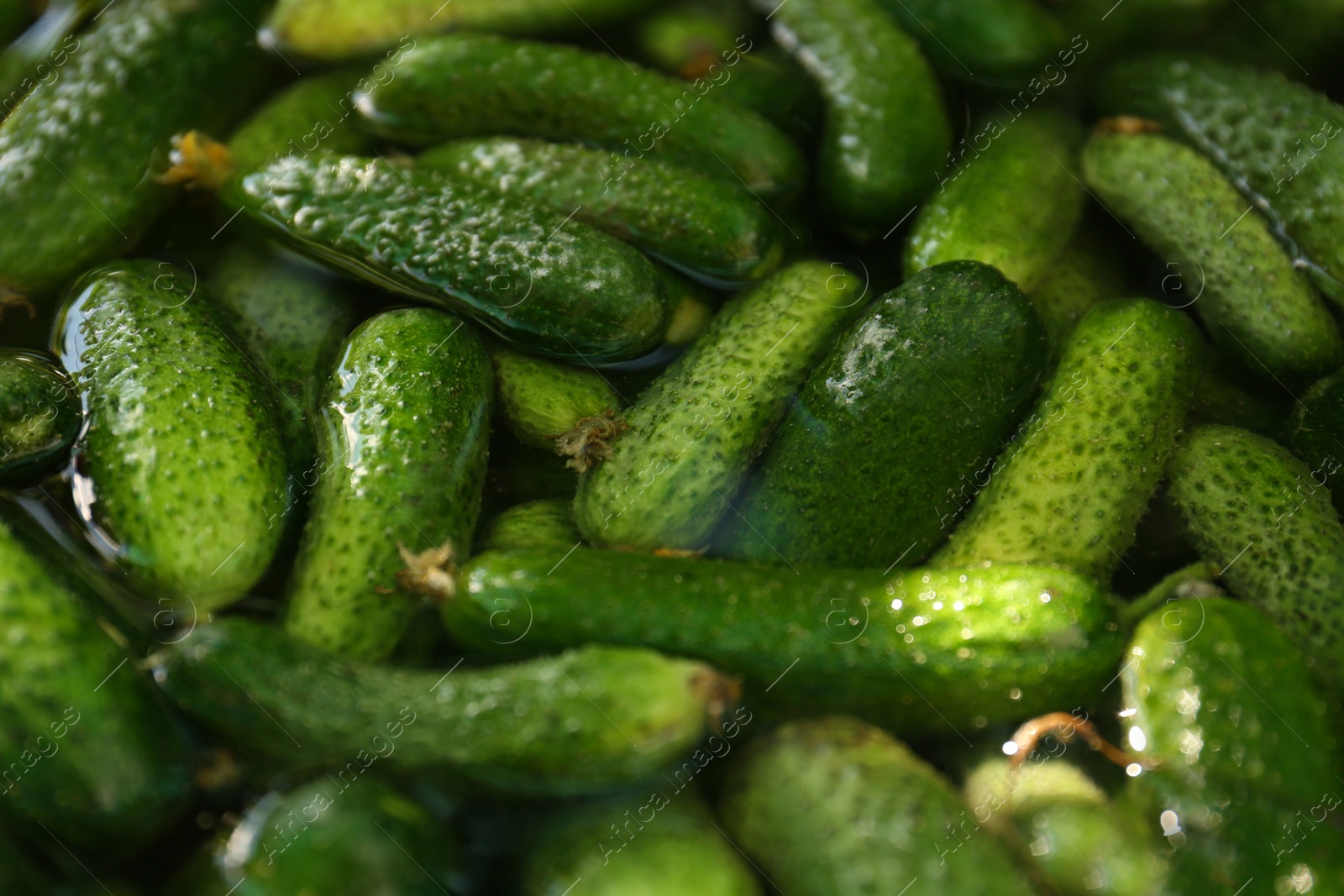 Photo of Many fresh ripe cucumbers in water, closeup