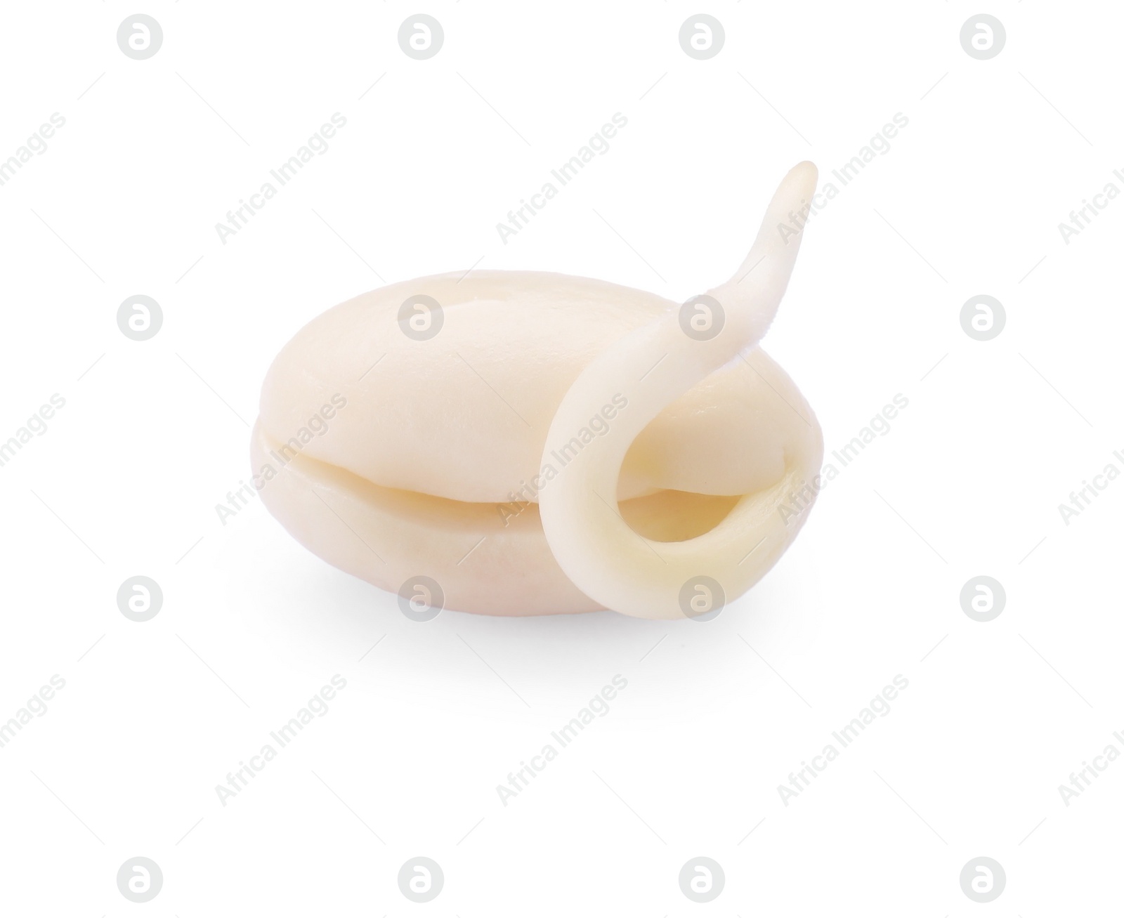 Photo of One sprouted kidney bean isolated on white