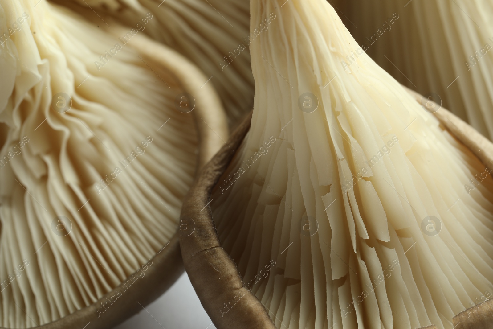 Photo of Fresh oyster mushrooms on white background, macro view