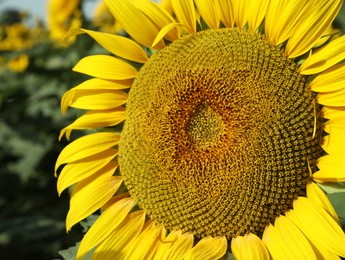 Photo of Closeup view of beautiful blooming sunflower in field