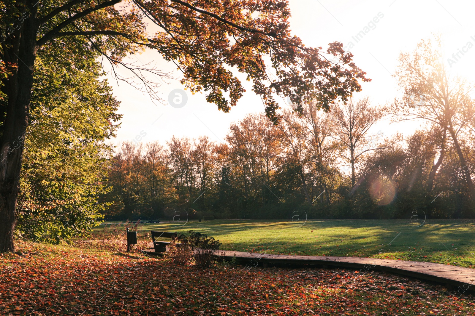 Photo of Picturesque view of park with beautiful trees, pathway and bench on sunny day. Autumn season