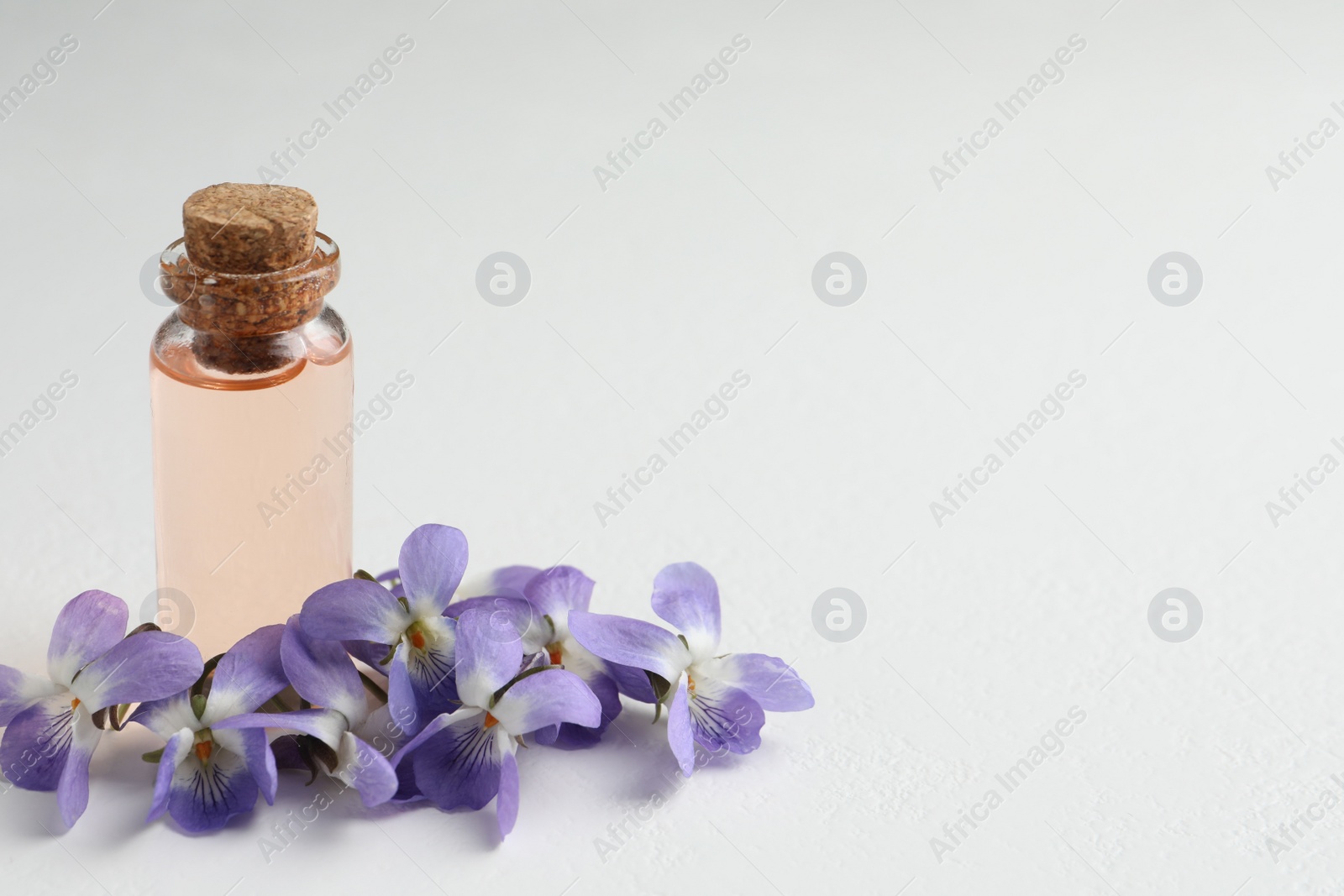 Photo of Beautiful wood violets and essential oil on white table, space for text. Spring flowers