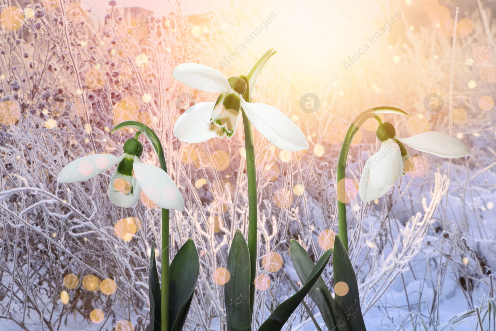 Image of Beautiful tender snowdrops outdoors. First spring flowers